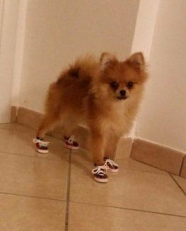 Pomeranian with shoes on